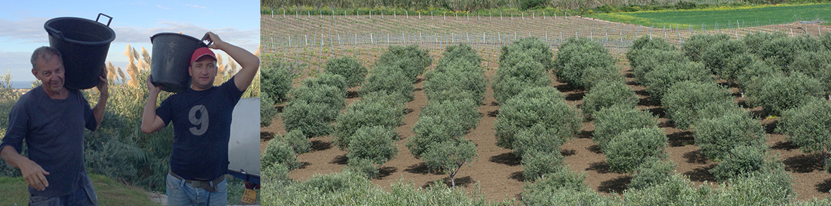 olio extra vergine Olio Alma från egen olivlund vid Casa Alma, Sicilien