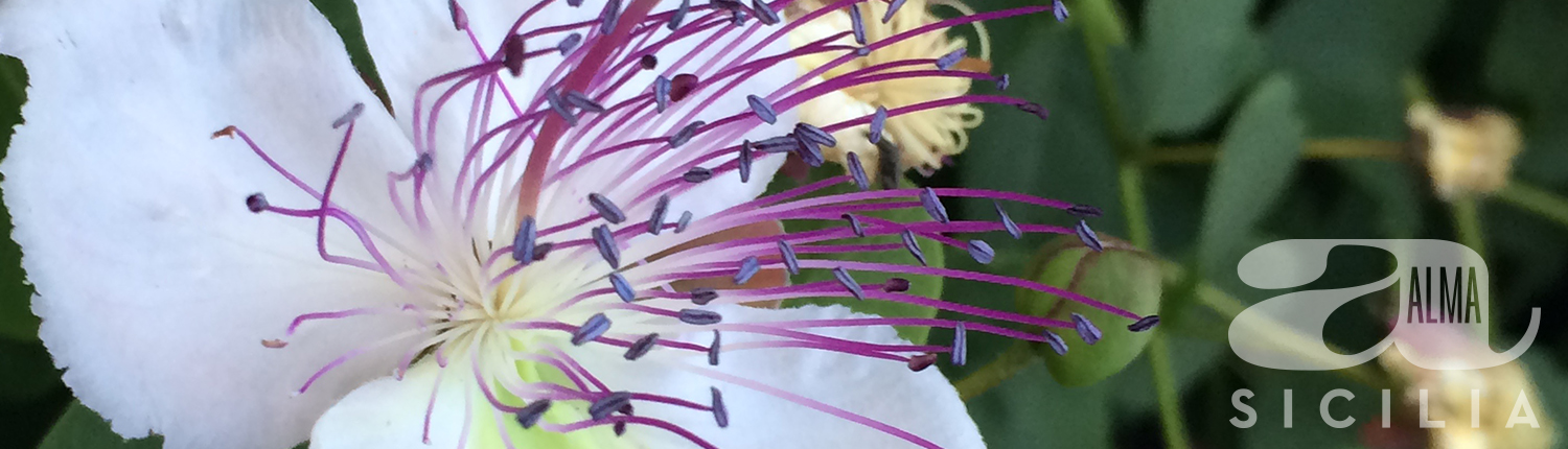 alma sicilia blommande hibiskus i närbild