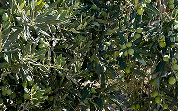 alma sicilia olivträd
